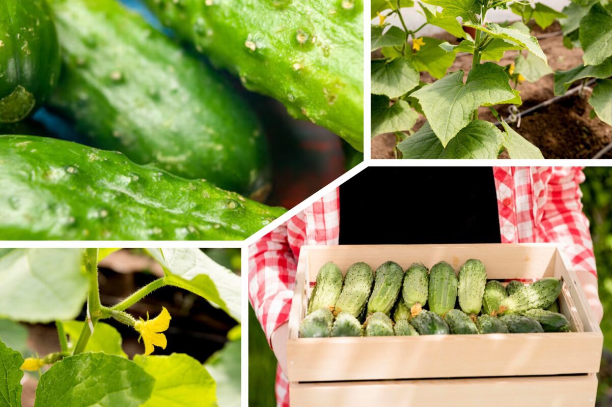 Городники розсекретили найефективніше добриво для огірків