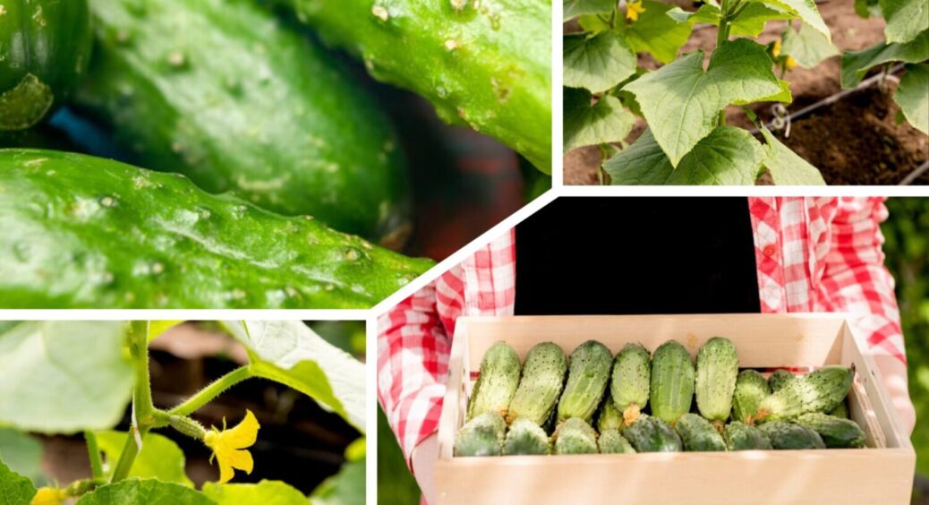 Не зола і не вапно: на Полтавщині 8 з 10 городників удобрюють огірки цим простим засобом 