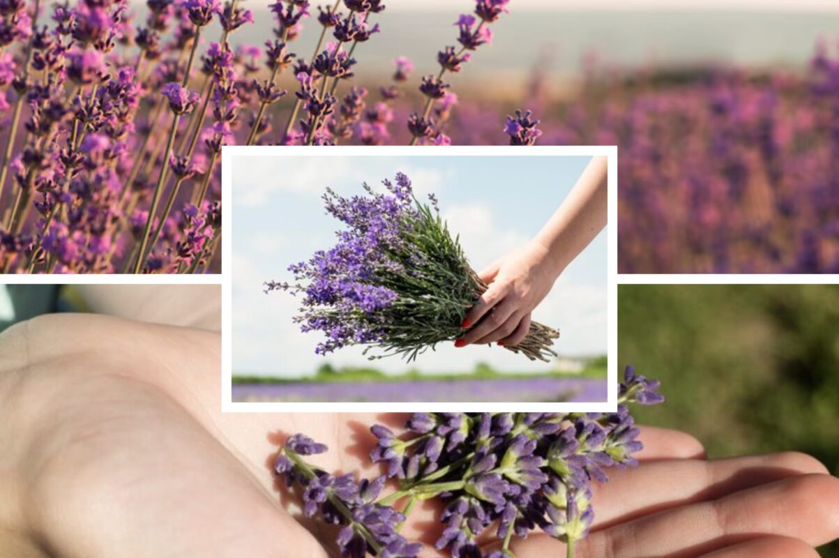 Квітникарі розповіли, що зробити з лавандою в серпні для тривалого цвітіння