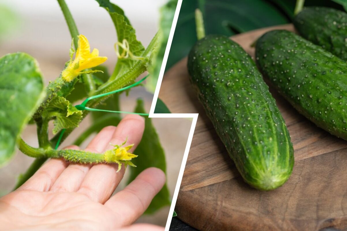 Городники розповіли, що робити з огірками, якщо вони почали жовтіти