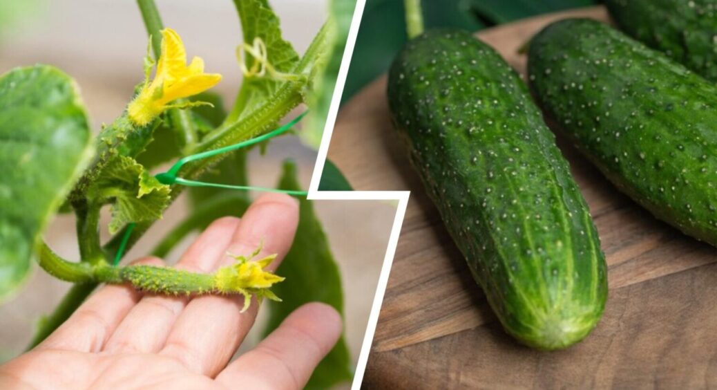 Жовтіють огірки – 1 добриво і врожай врятовано! Чим полити овоч, щоб подвоїти кількість плодів 