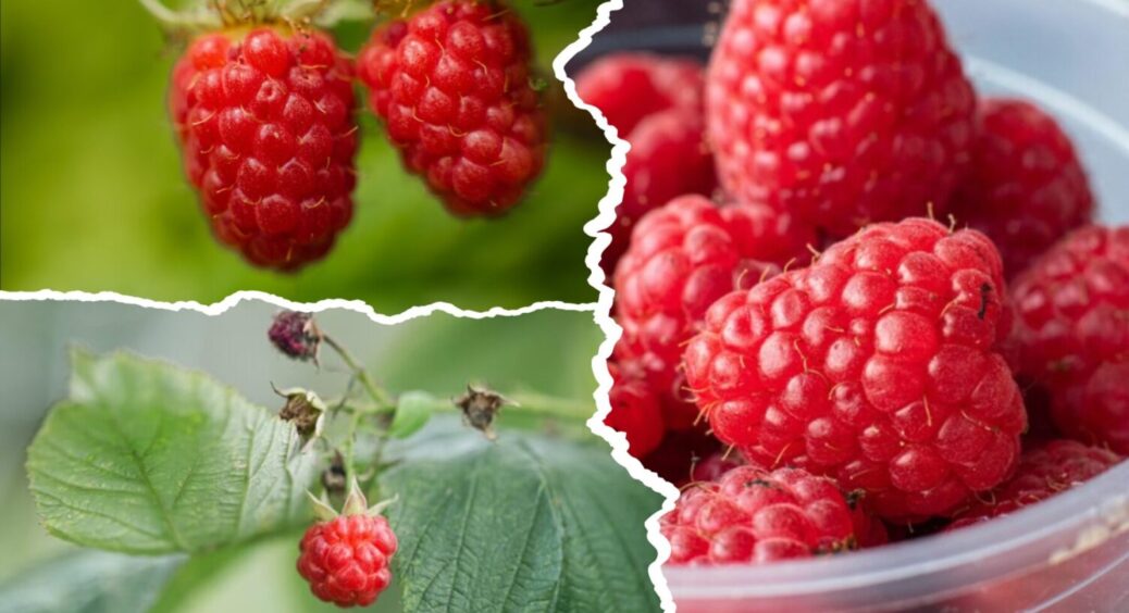 1 секретний прийом і врожаю малини вдвічі більше: як подвоїти кількість ягід у 2026-му 