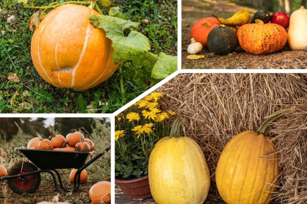 Городники розповіли, як зрозуміти, що настав час збирати врожай гарбузів