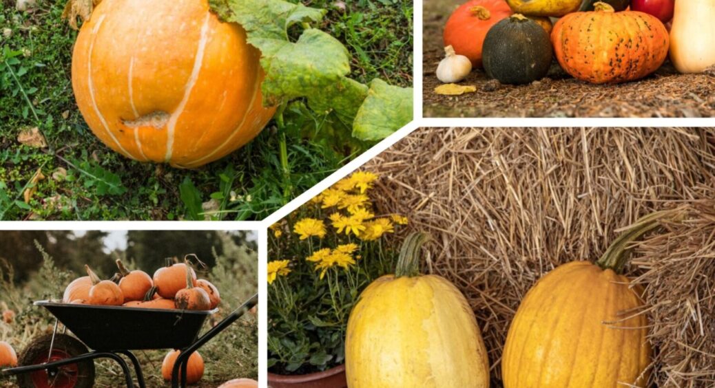 Ось, чому в мене гарбузи зберігаються довго: збираю врожай, як тільки бачу ці 5 ознак 