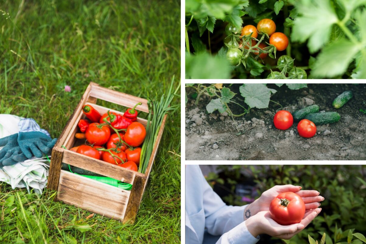 Городники розповіли, чим обробити помідори для вдвічі більшого врожаю