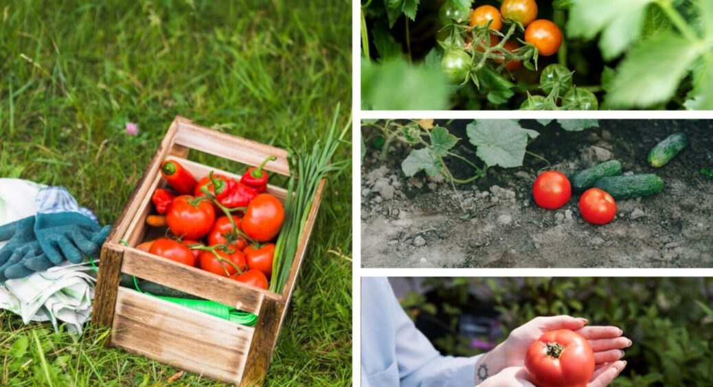 Лише 1 продукт з кухні – і томати підуть в ріст: чим їх полити вже зараз – врожаю на 50% більше 