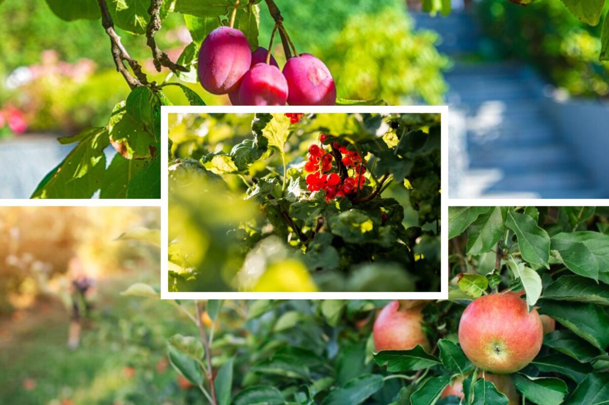 Садівники розповіли, що внести під дерева та кущі, щоб зібрати гарний врожай