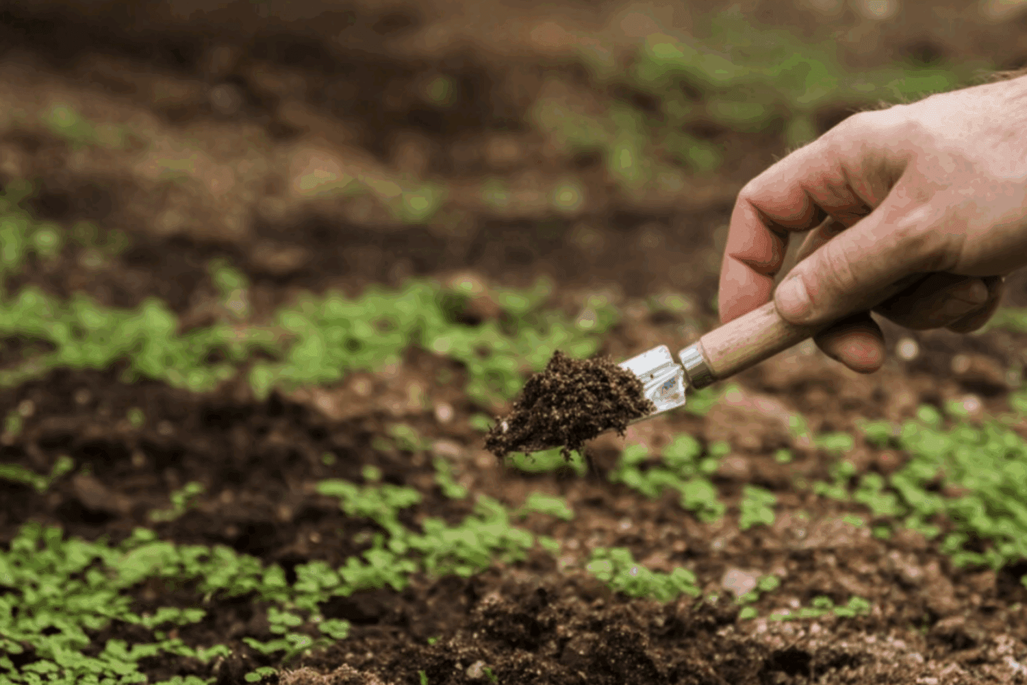 Дачники розповіли, що робити на городі після того, як зібрали весь врожай