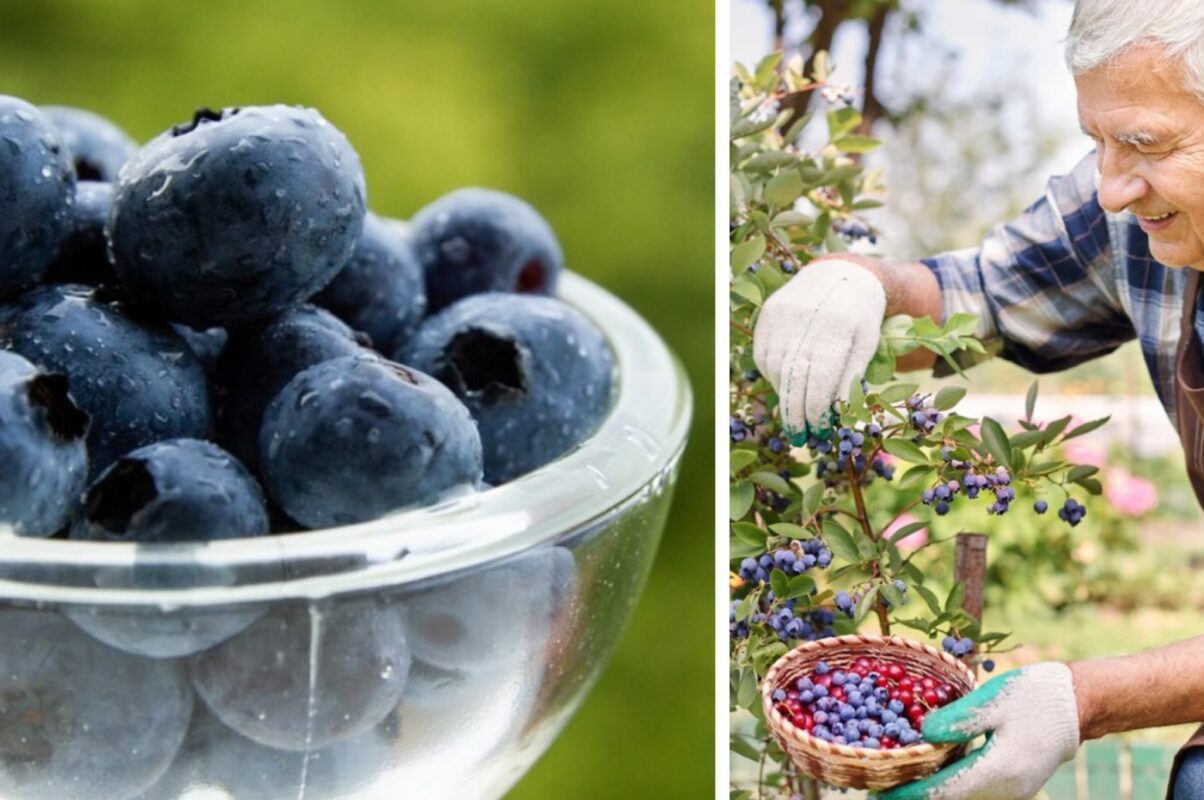 Садівники розповіли, як подвоїти врожай лохини одним способом – впорається кожен