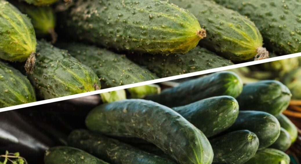 1 серпнева підживка – і огірки підуть вгору: зробіть ЦЕ, щоб овоч вродив великим і хрустким 