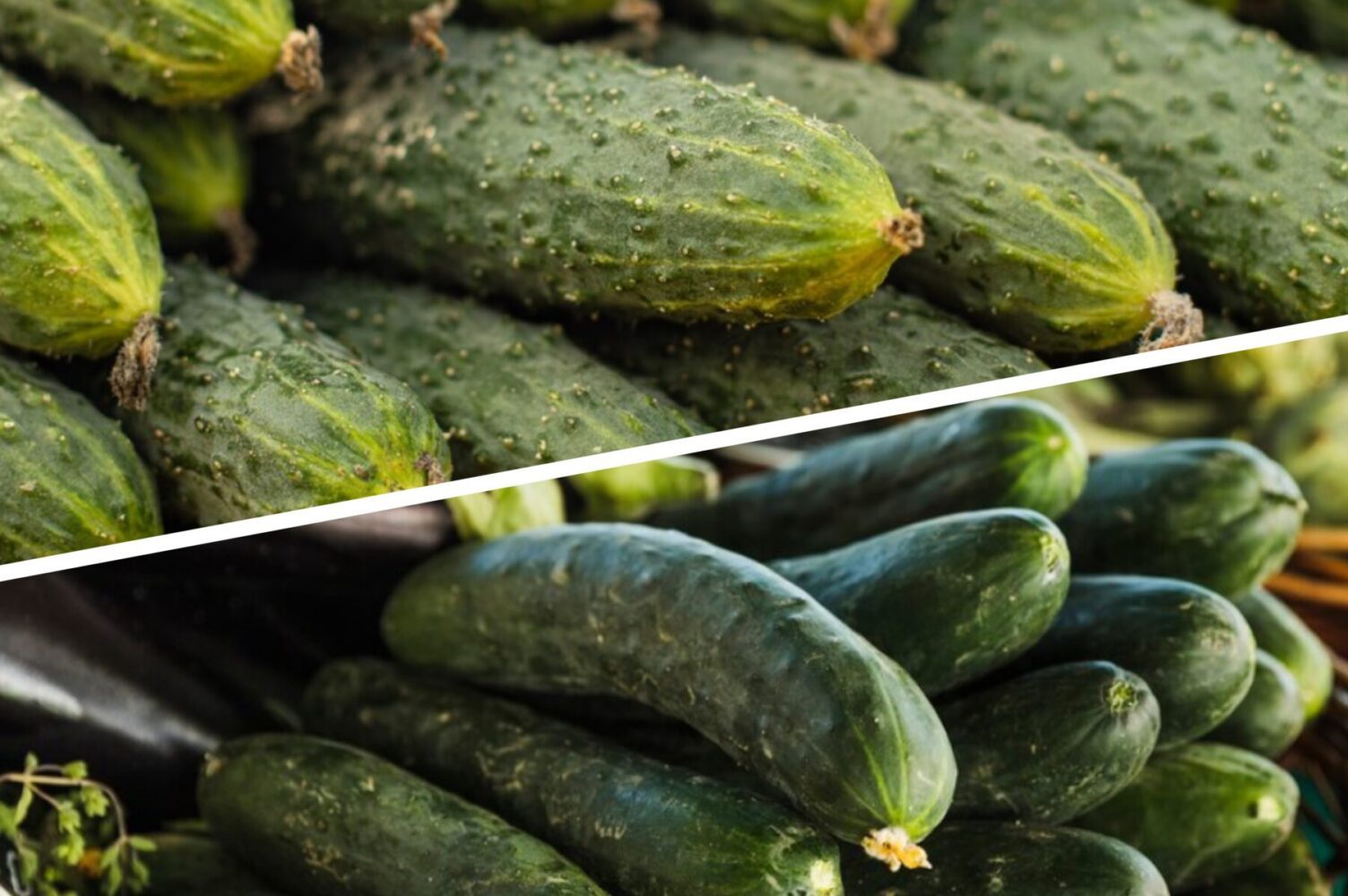 Експерт розповів, як правильно обрізати кущі огірків