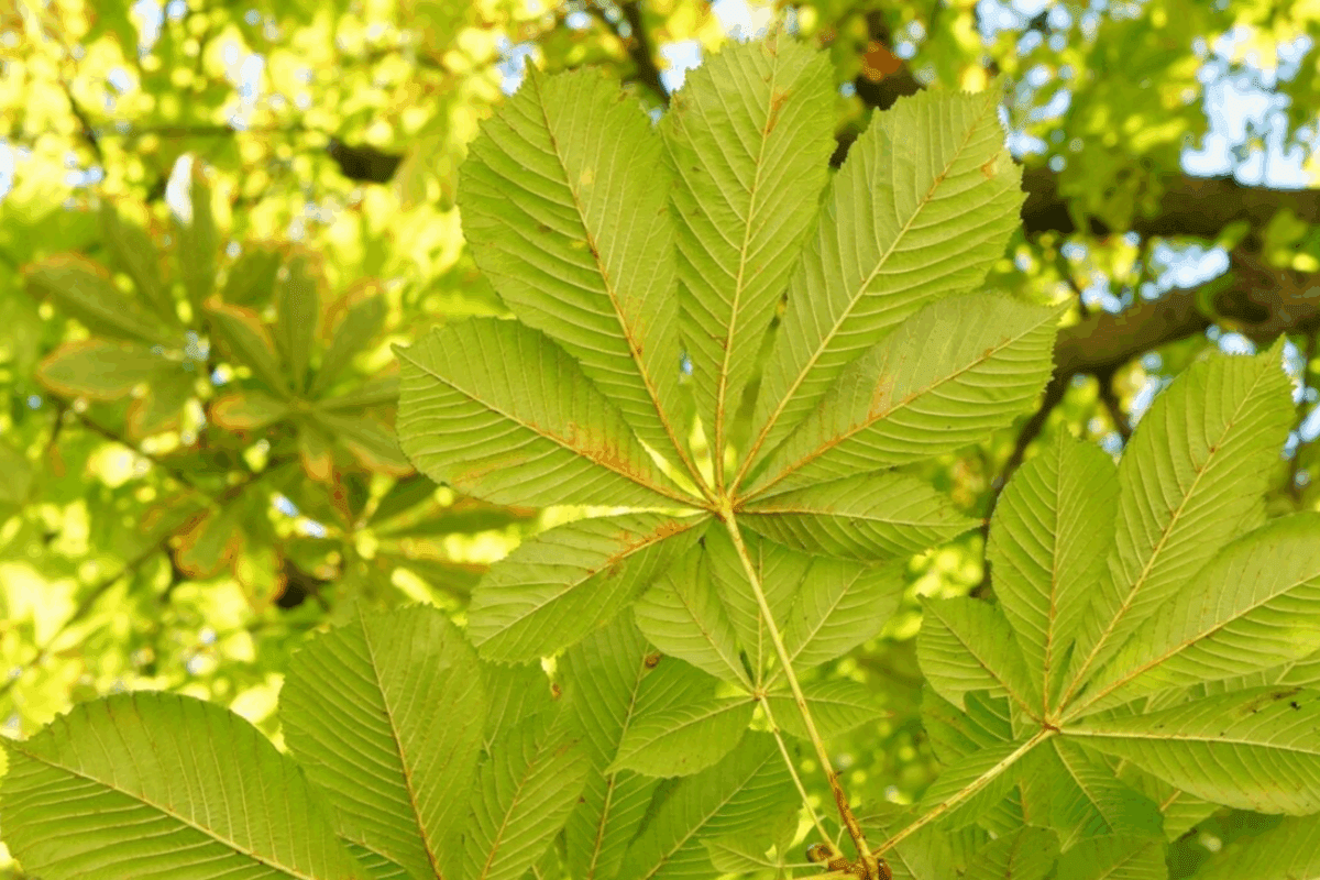 Дачники розсекретили список рослин, які передбачають дощ Дачники розсекретили список рослин, які передбачають дощ