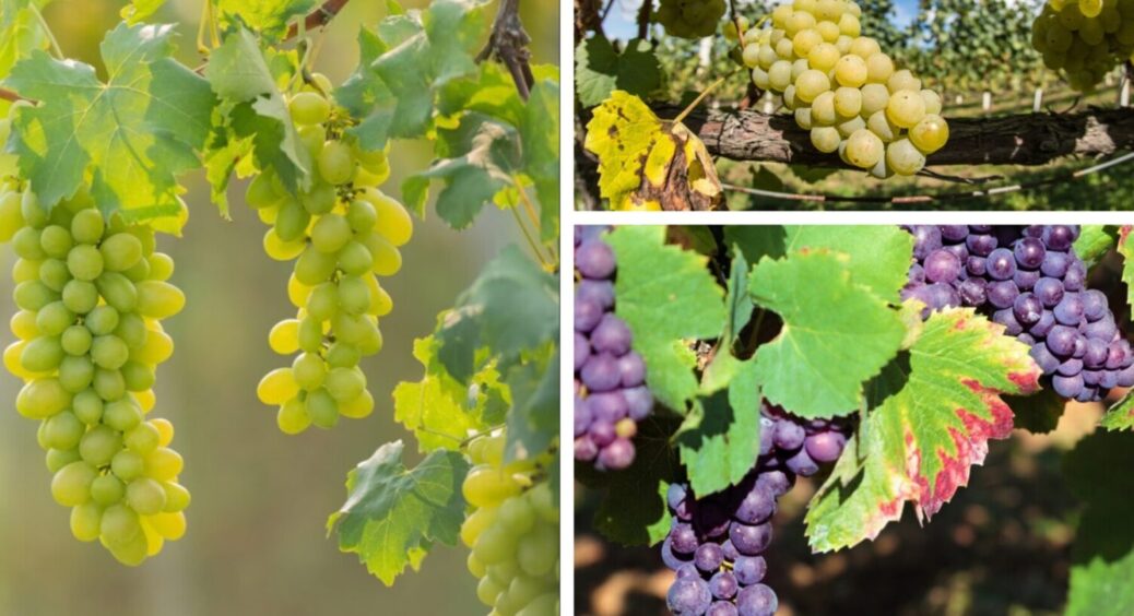 Бубки солодкі, як мед: ось чим підживлюю виноград щороку навесні – 1 золоте правило 