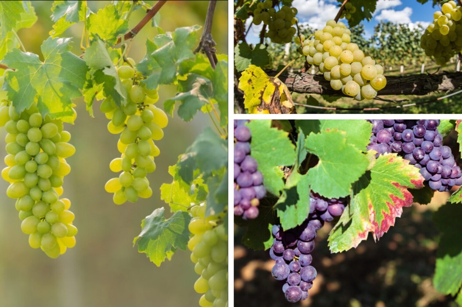 Садівники розсекретили, як отримати рекордний врожай винограду – супер солодкий