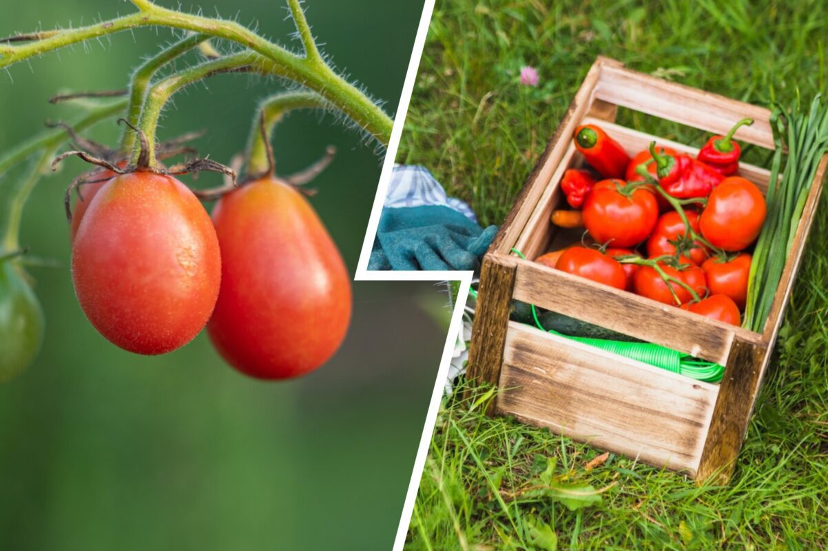 Садівники пояснили, які засоби від фітофтори не є ефективними від слова зовсім