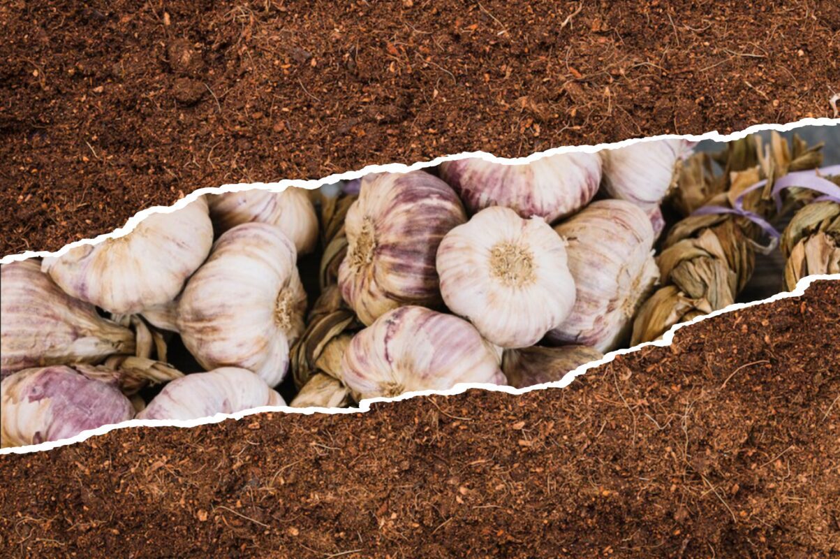 Городники розповіли, що внести в ґрунт після вирощування часнику 2025