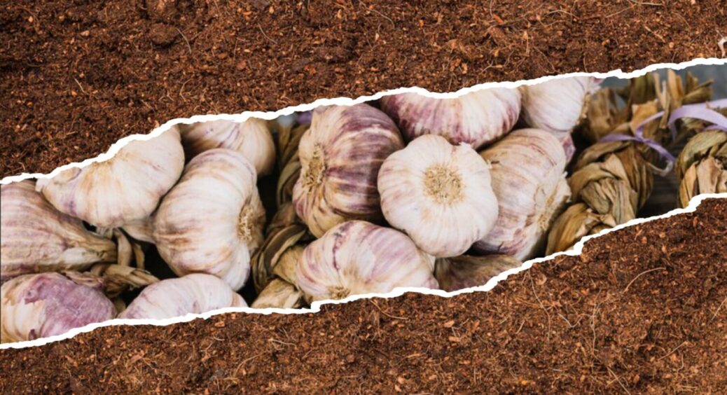2 продукти в ґрунт – і всі врожаї будуть рекордними: ось, що треба внести в землю після часнику 