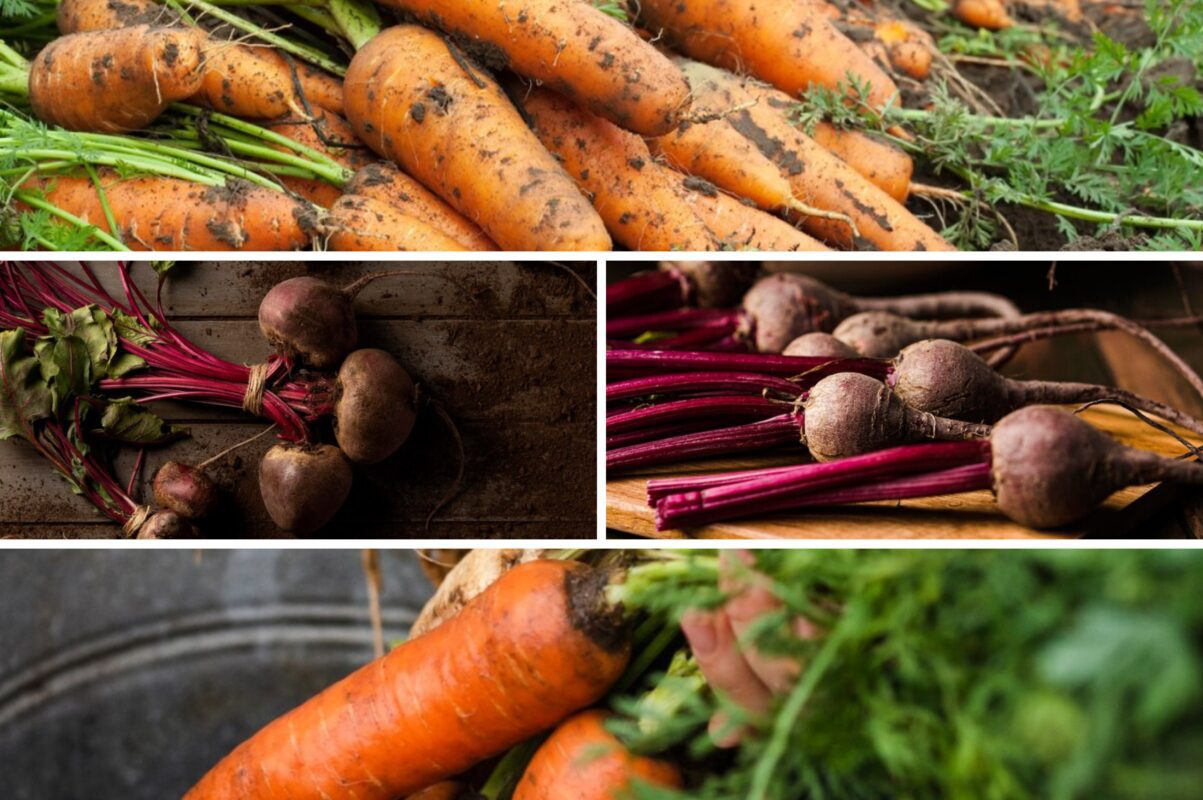 Агроном розповів, чим підживити моркву та буряк