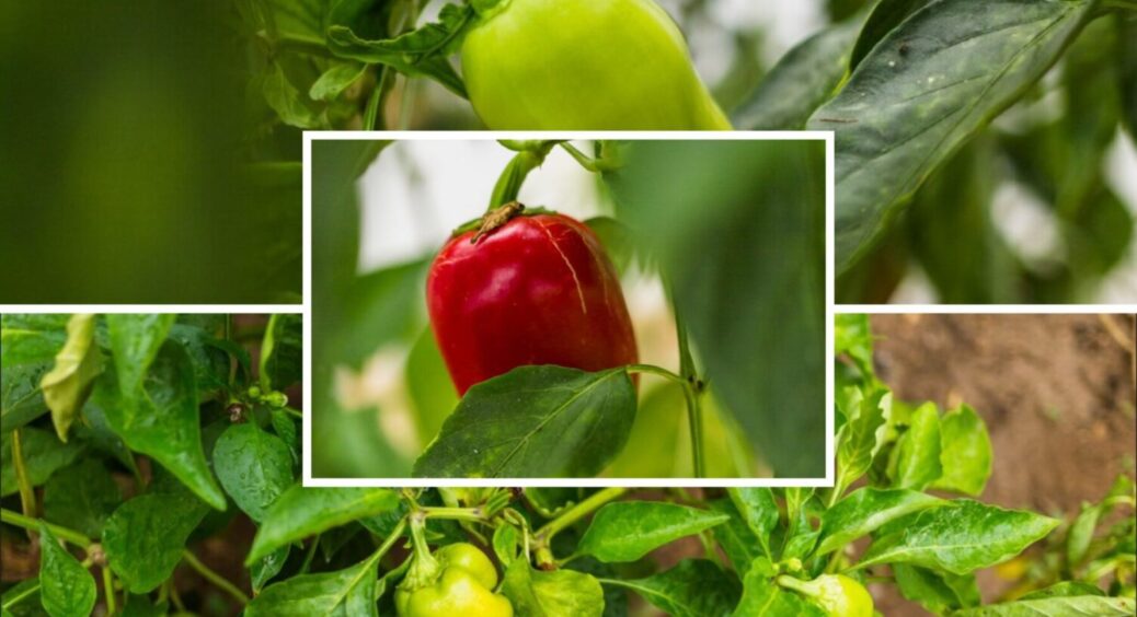3 головні заборони для перцю, які ніколи не робляться у серпні: блокує дозрівання та врожай 