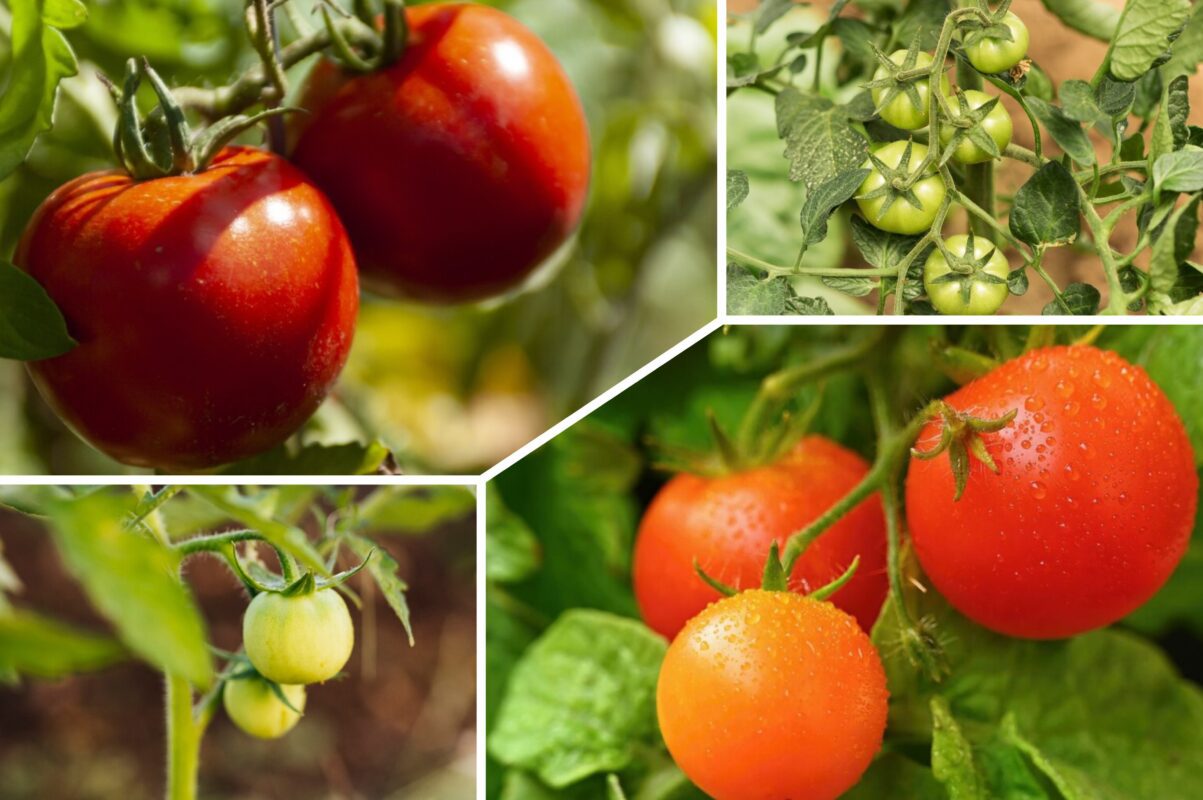 Дачники розповіли, що зробити з томатами, щоб вони дозріли за тиждень