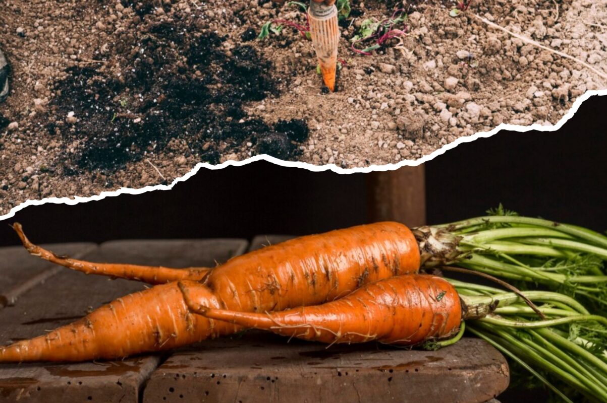 Дачники розповіли, як зберігати моркву, щоб вона залишалась свіжою до весни