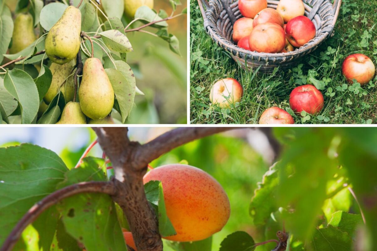 Садівники розповіли, як отримувати стабільно щедрий врожай плодових дерев щороку
