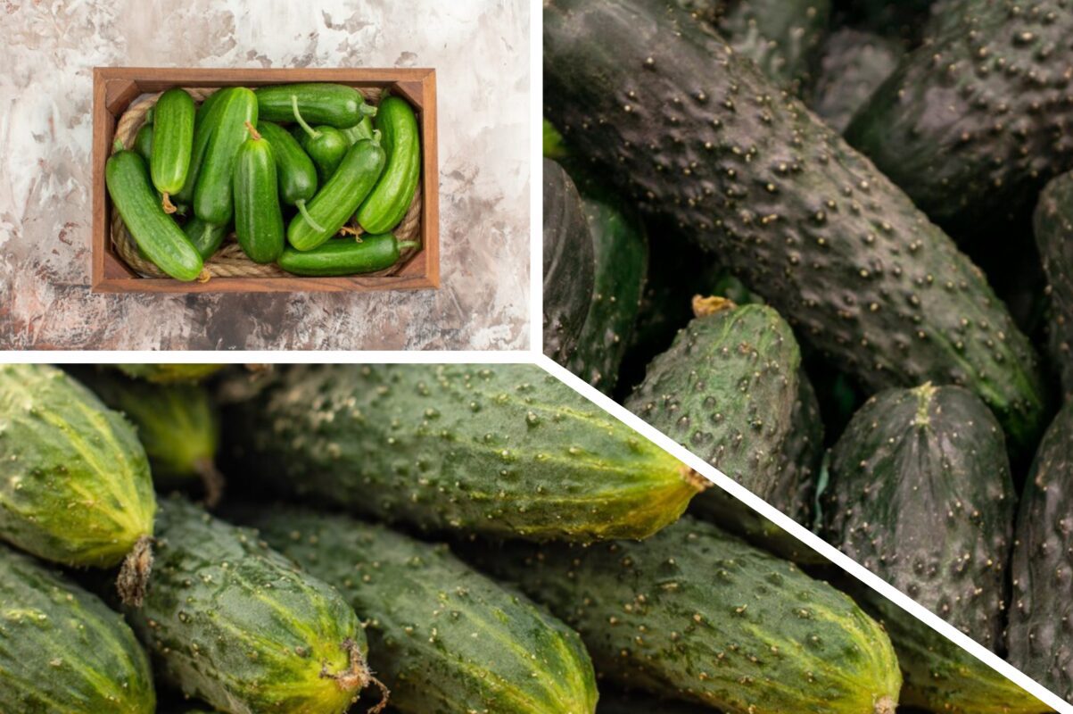 Дачники розповіли, як садити огірки в серпні, щоб отримати врожай восени