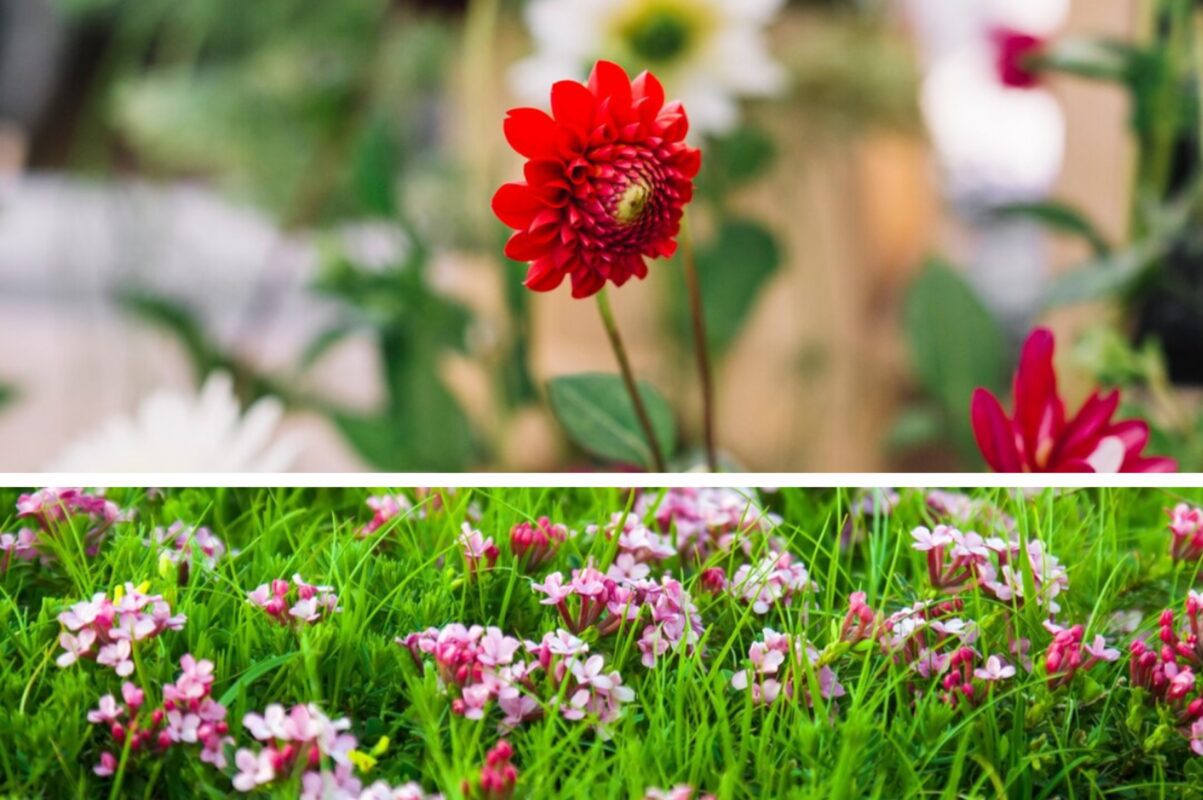 Садівники назвали квіти, які ще можна посадити в серпні – зацвітуть восени 2025
