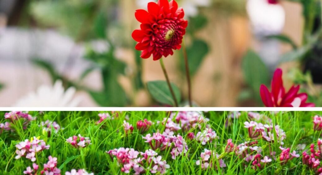 Посадіть їх зараз – зацвітуть вже у вересні 2025: квіти, які ідеальні для висадки зараз 