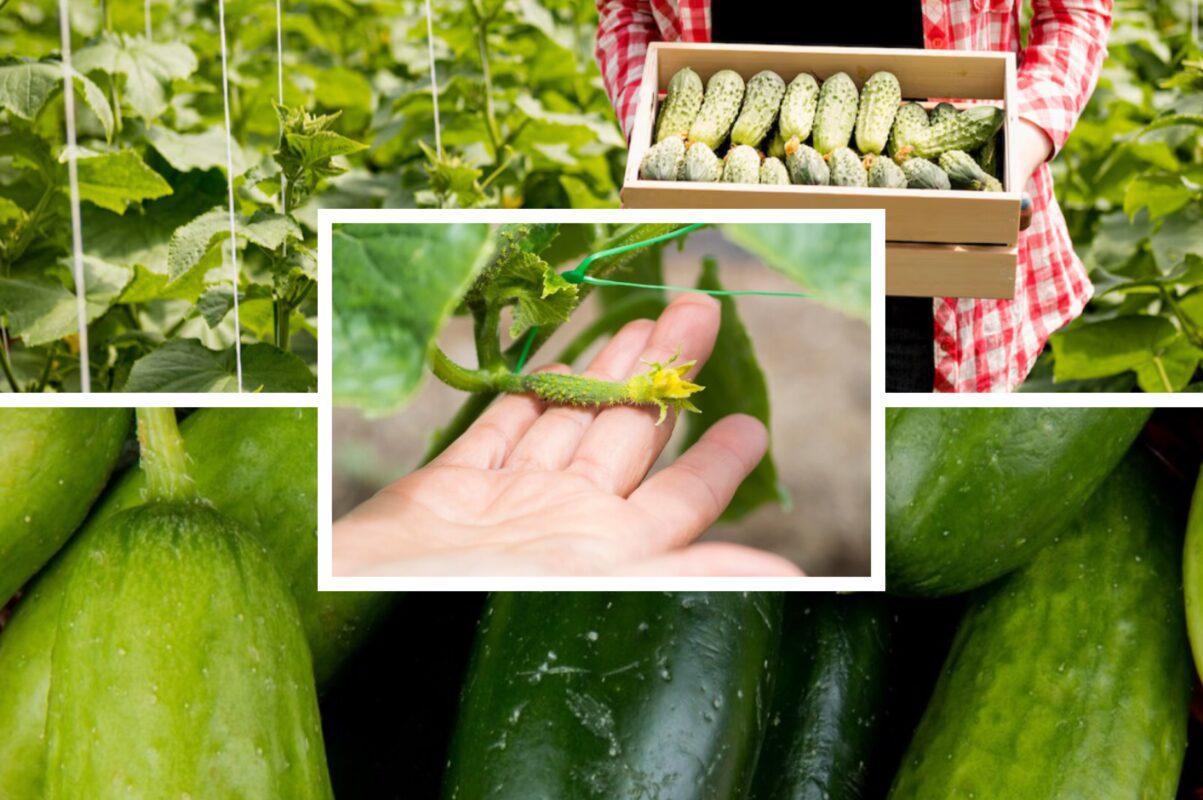 Агрономи розсекретили найурожайніший сорт огірків – врожай завжди рекордний
