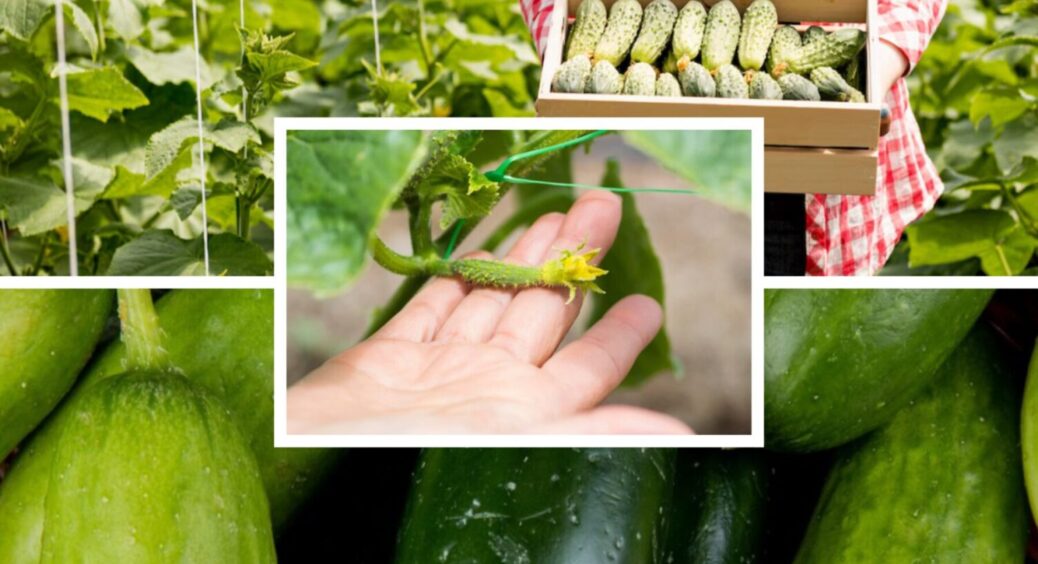 Українське насіння, яке змінило “гру”: на Закарпатті оцінили новий сорт огірка – чемпіон 2025 