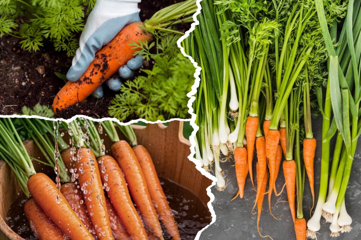 Дачники розповіли, як поливати моркву в серпні, щоб зібрати високий врожай