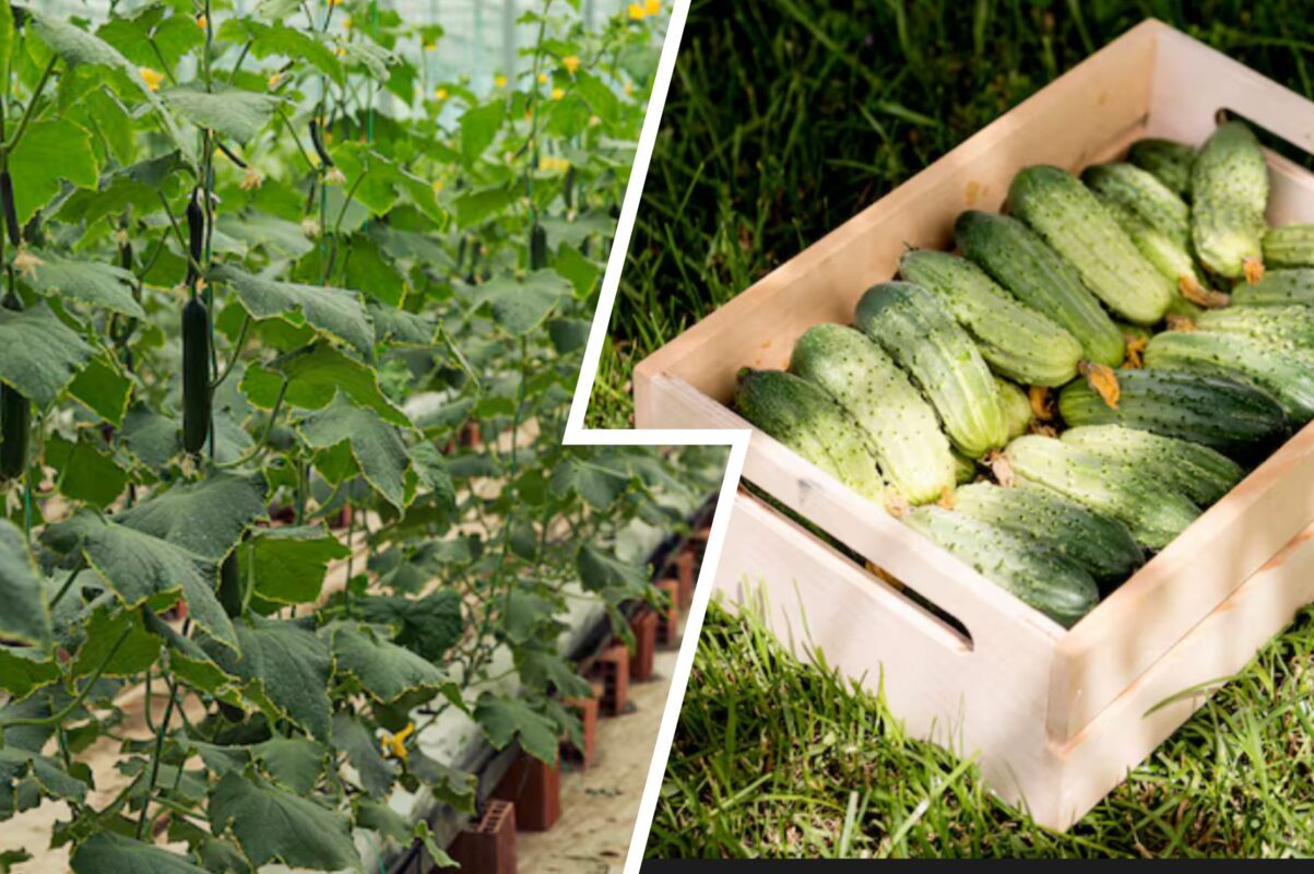 Городники розповіли, що треба зробити, щоб огірки давали врожай восени