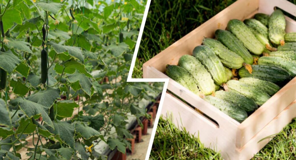 У вересні, жовтні й листопаді врожай буде! 1 дія з огірками й вони будуть плодоносити довго 