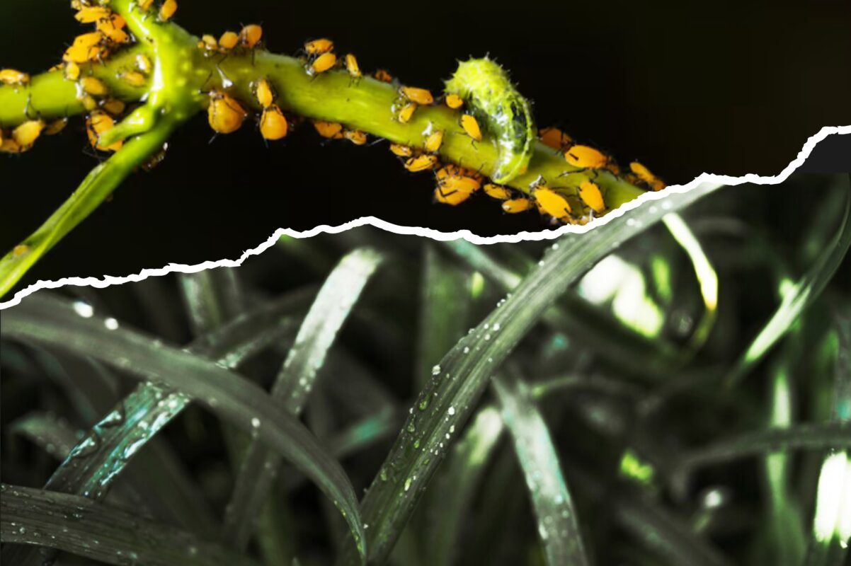 Дачники розсекретили дієвий спосіб, як позбутись попелиці на городі за один день