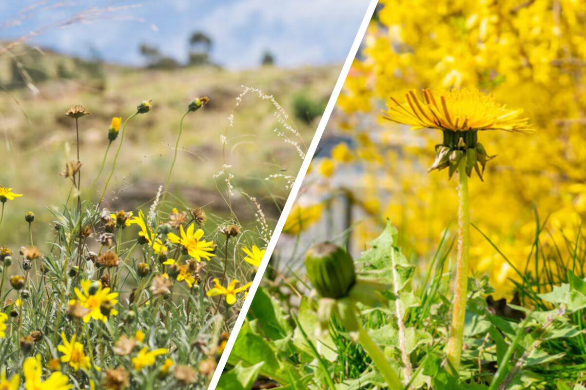 Городники розповіли, які сидерати потрібно обовʼязково висіяти в серпні