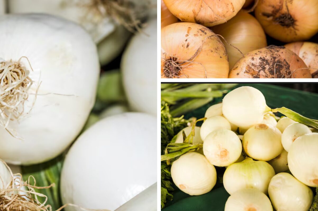 Городники розповіли, коли та як саме потрібно збирати врожай цибулі