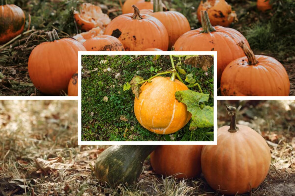 Садівники пояснили, в які дні у жовтні важливо зібрати гарбузи на городі