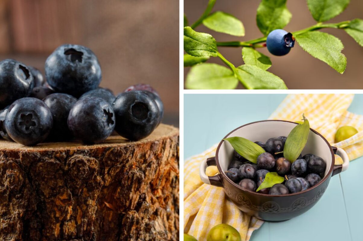 Садівники розсекретили, як продовжити плодоношення лохини до жовтня