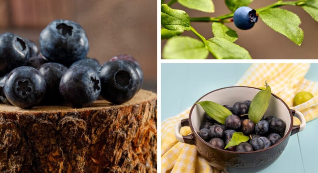 Даватиме врожай не лише влітку, а й восени 2025: 3 прості методи, щоб лохина плодоносила довго 