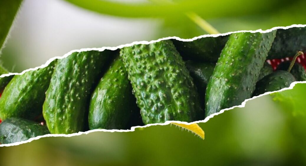 10 г на 10 л води – і огірки випустять фінальні зав’язі, щедрі на врожай: і листя не жовтіє 