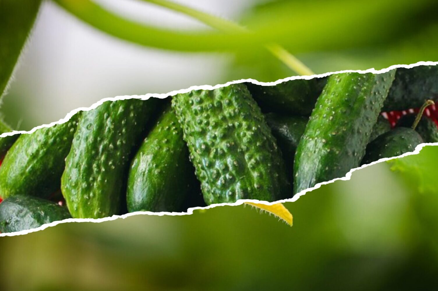 Дачники-кияни пояснили, для чого заливають огірки оцтом у серпні