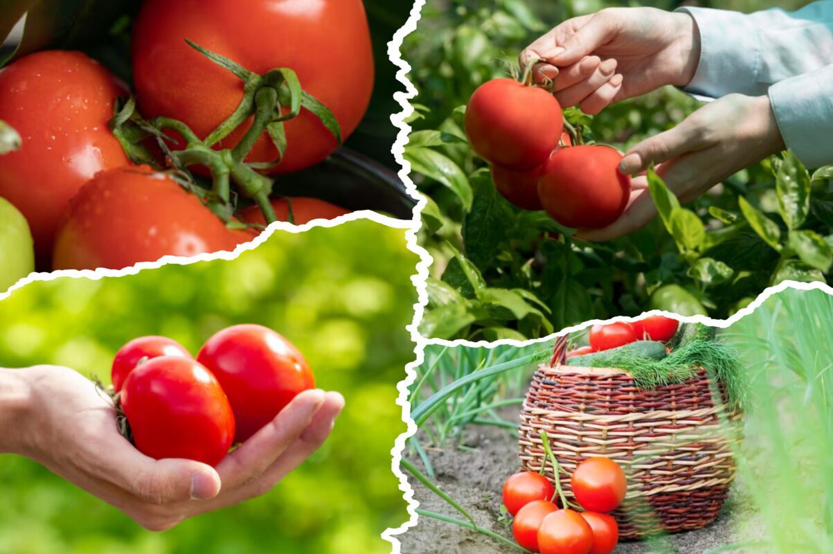 Садівники пояснили, які сорти томатів солодші за Ведмежу лапу