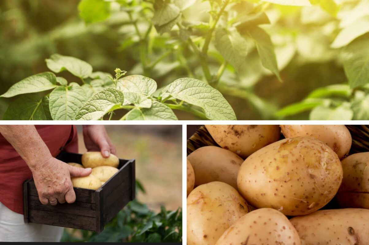 Городники назвали пʼять ознак, які вказують, що настав час збирати картоплю