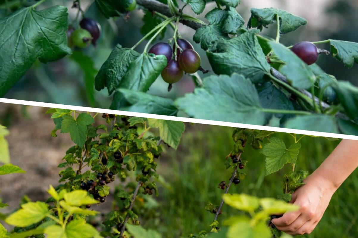 Садівники розсекретили, чим треба підживити смородину після плодоношення