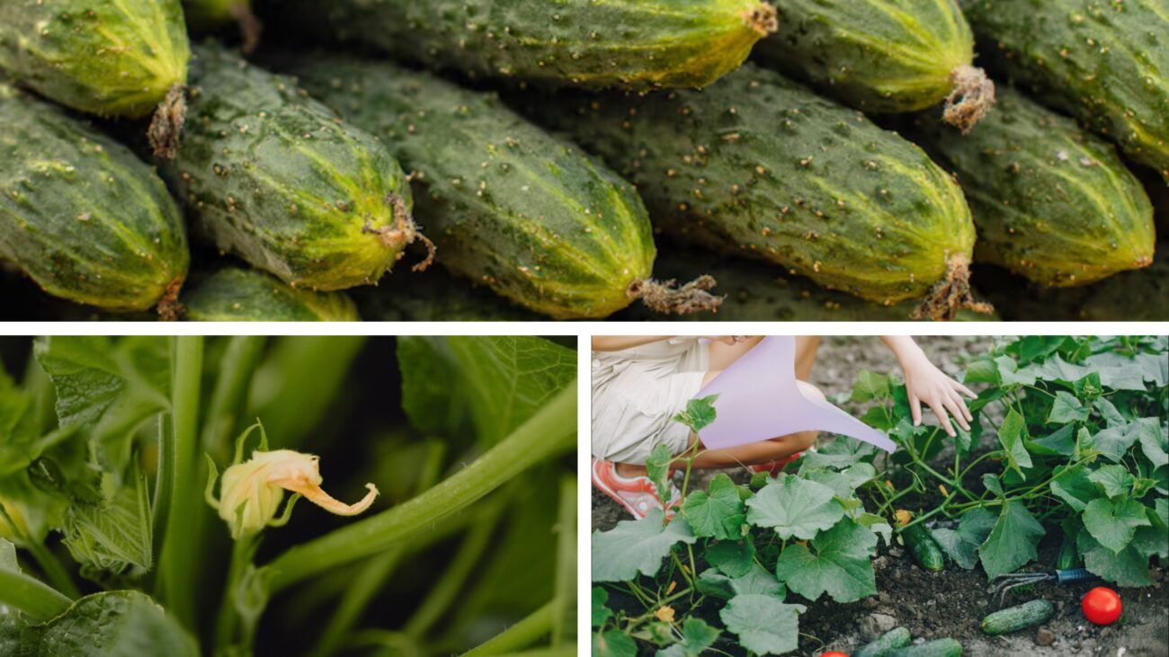 Експерт розповів, як отримати рясний урожай огірків