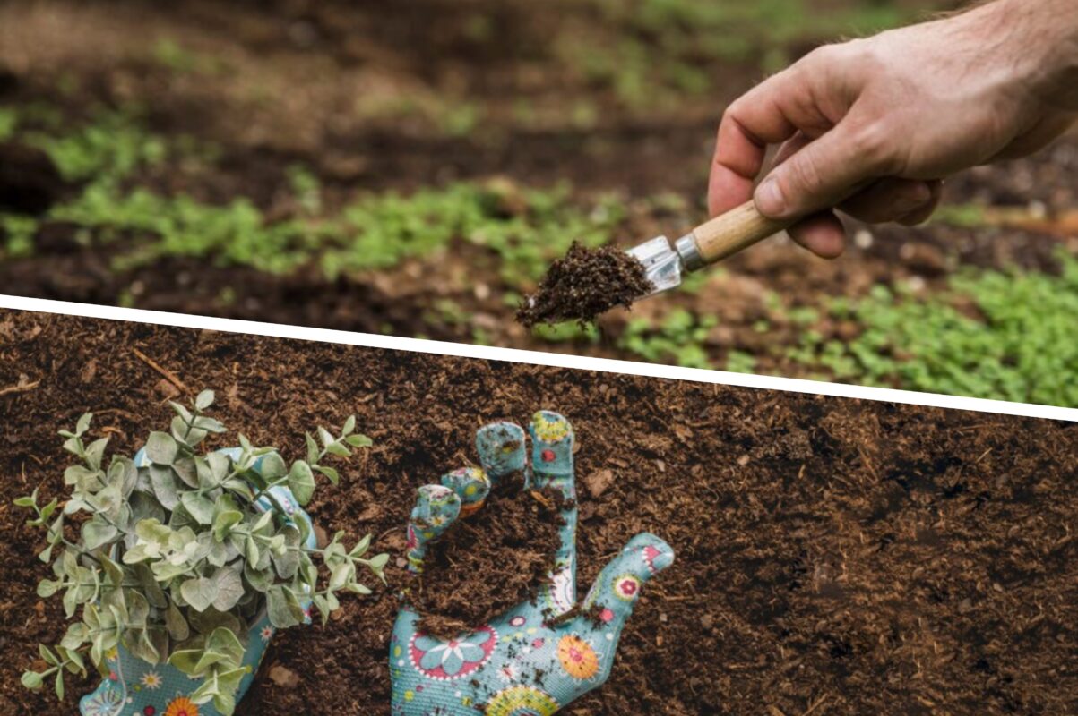 Агрономи пояснили, яка крупа з кухні перетворить землю на городі в чорнозем