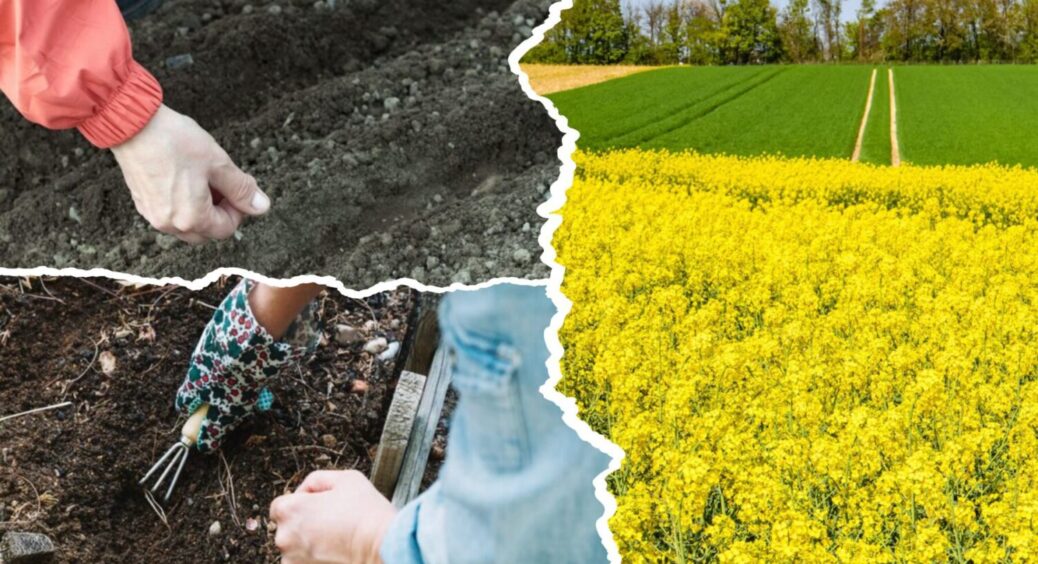 Замість гною – ось ЦЕ: як сидерати можуть призвести до шаленого врожаю городніх культур 2026 