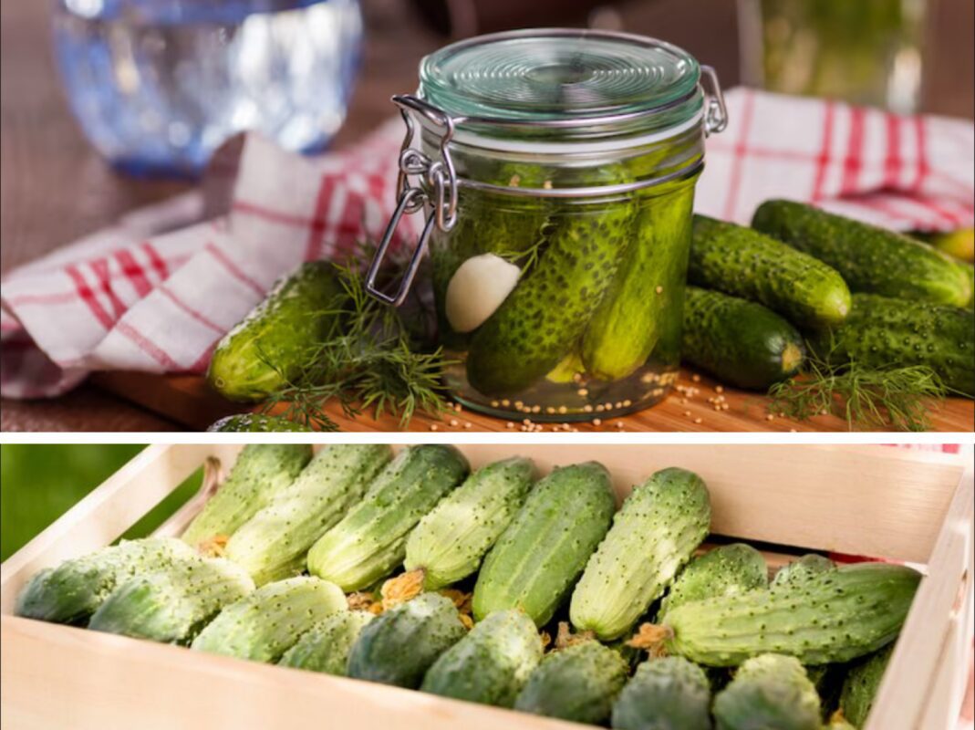 Господині розсекретили рецепт консервації огірків холодним способом
