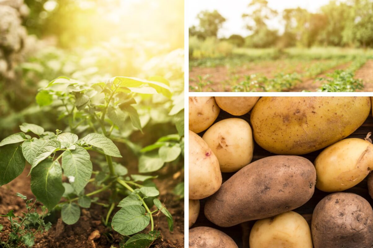 Городники розповіли, чому жовтіє бадилля картоплі – врожай пропав